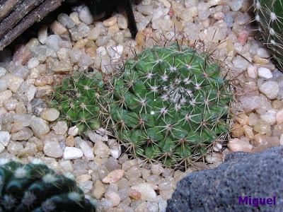 Mammillaria+marksiana.jpg