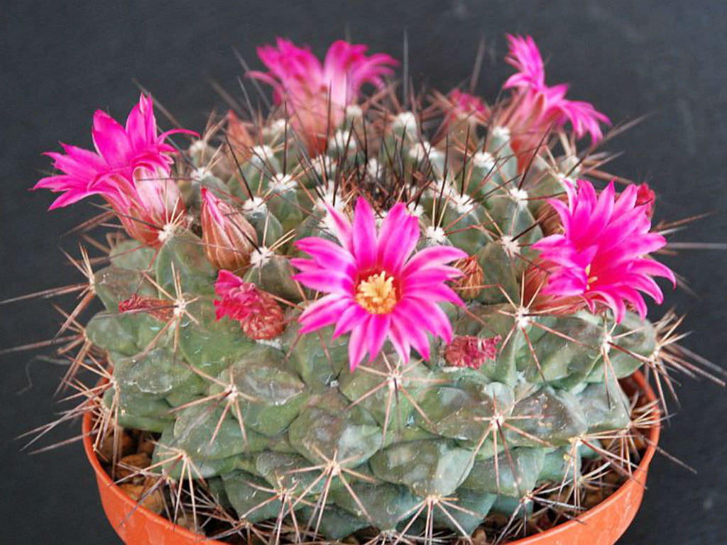 Mammillaria-melanocentra2.jpg