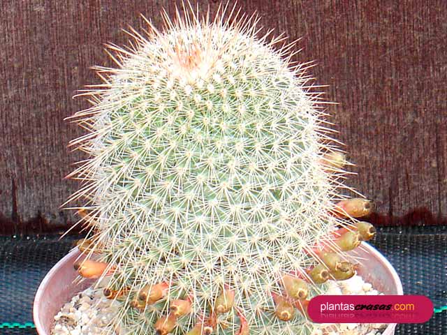 mammillaria-meyranii.jpg
