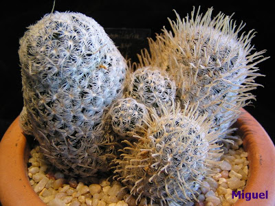 Mammillaria+nana+ssp+duwei.jpg