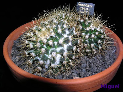 Mammillaria+nivosa.jpg