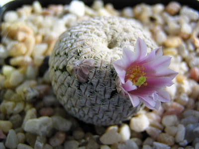 Mammillaria+pectinifera+(flor).JPG