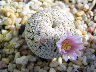 Mammillaria+pectinifera+(flor2).JPG