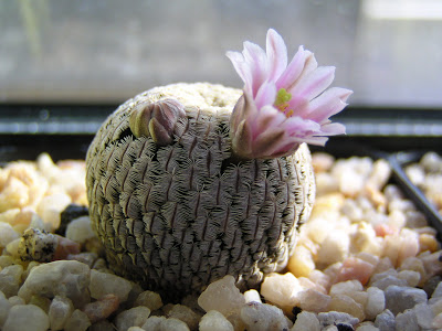 Mammillaria+pectinifera+(flor3).JPG