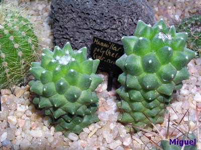 Mammillaria+pholythele+(var+nudum).jpg