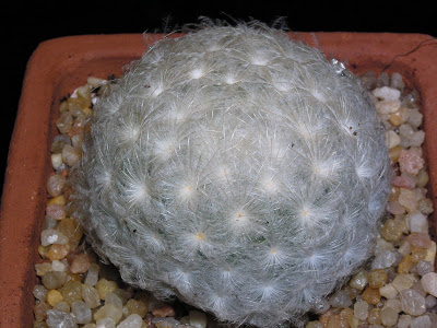 Mammillaria+plumosa.JPG