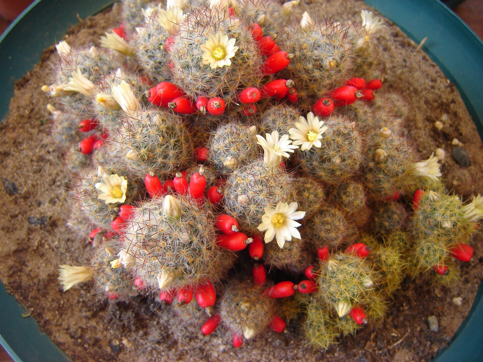 Mammillaria+prolifera+a1.JPG