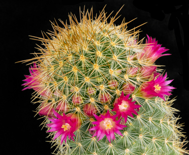 Mammillaria-rekoi-v-aureispina.jpg
