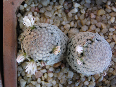 Mammillaria+sanchezmejoradea+(flor).JPG