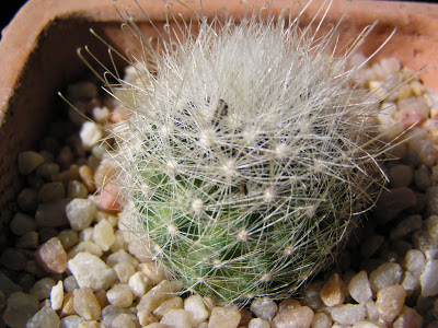 Mammillaria+senile.JPG