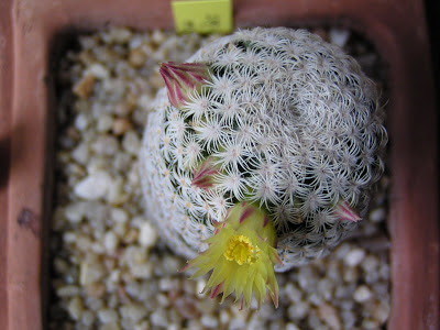 Mammillaria+solisioides+(flor).JPG