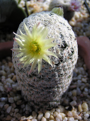 Mammillaria+solisioides+(flor).JPG