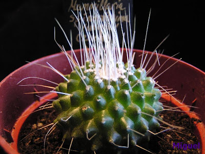 Mammillaria+spinosissima+%27unopico%27.jpg