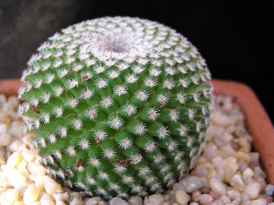 Mammillaria+tlalocii+(2).JPG
