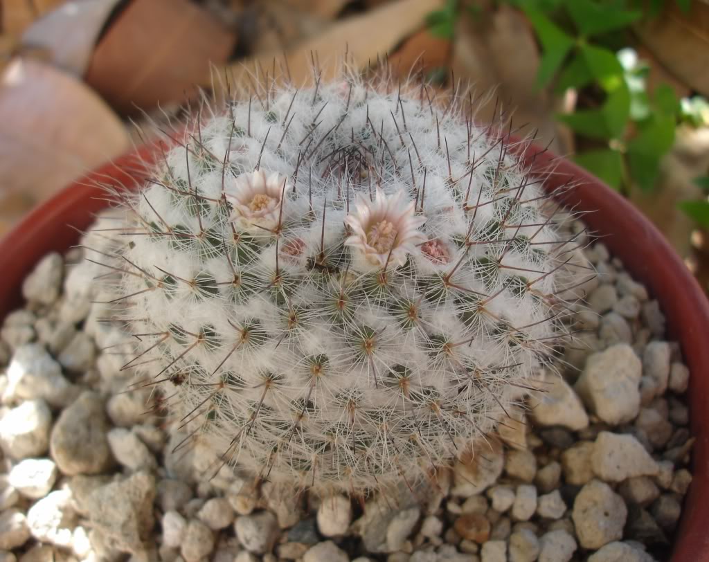 mammillaria1.jpg