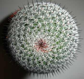 mammillaria1a.jpg