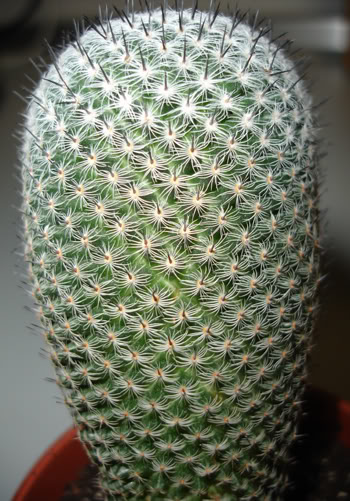 mammillaria1b.jpg