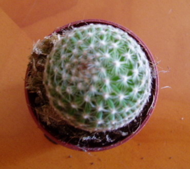 mammillaria2.jpg