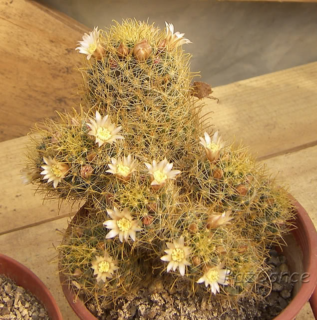 Mammillaria2_Septiembre2008.jpg