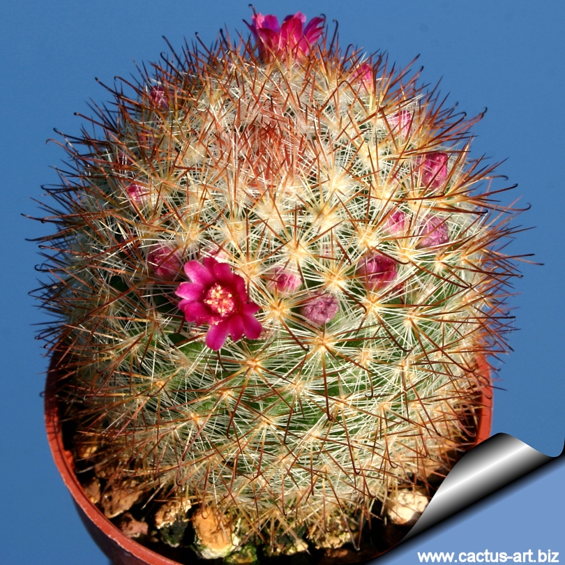 Mammillaria_berkiana_03_810.jpg