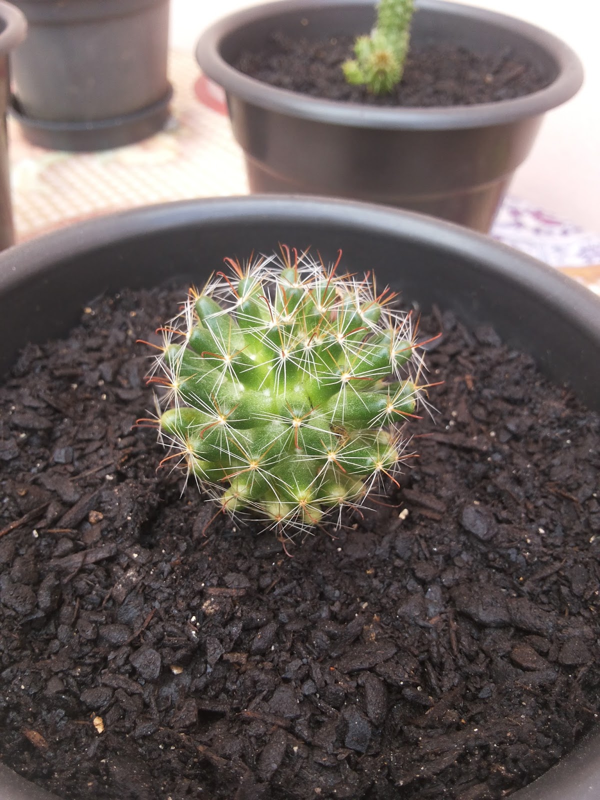 mammillaria_bocasana_%2527roseiflora%2527_01.jpg