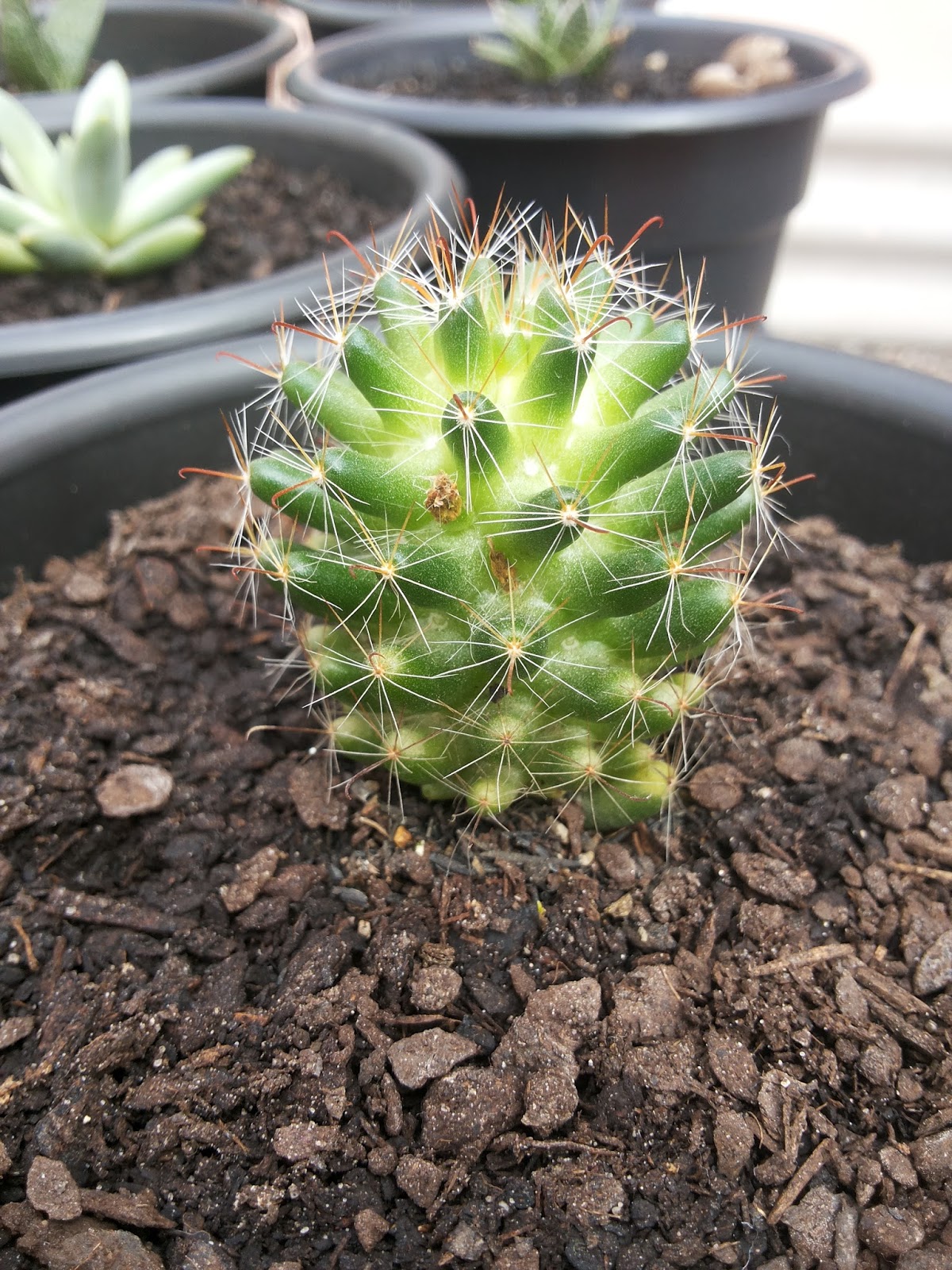 mammillaria_bocasana_%2527roseiflora%2527_02.jpg