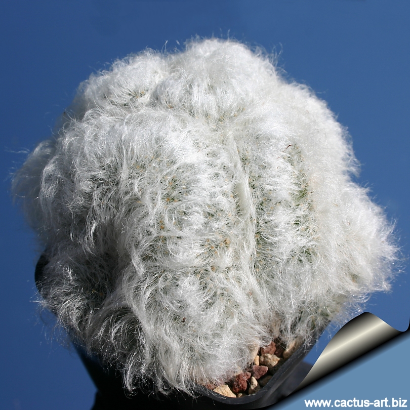 Mammillaria_bocasana_multilanata_cristata_810.jpg
