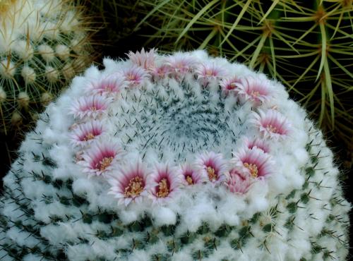 Mammillaria_chionocephala_bl_tenkranz_04.08.JPG