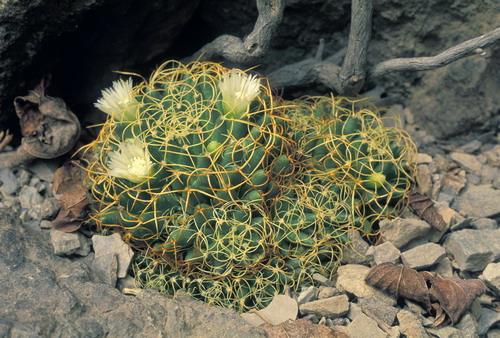 Mammillaria_decipiens_ssp_camptotricha.jpg
