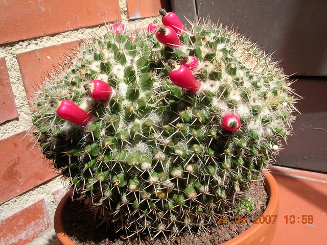 Mammillaria_dicoiica_y_floraciones_019.jpg