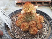 Mammillaria_Elongata.jpg