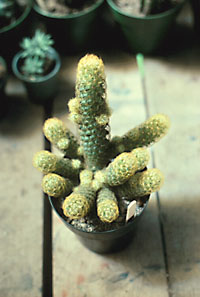 mammillaria_elongata_ajbm.jpg
