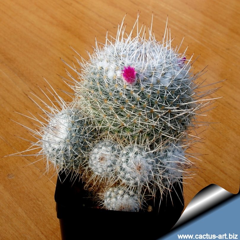 Mammillaria_geminispina_sd_810.jpg