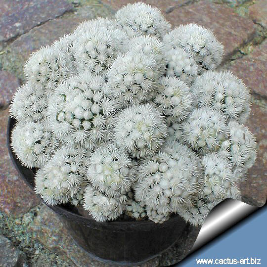 Mammillaria_gracilis_forma_mostruosa_540.jpg