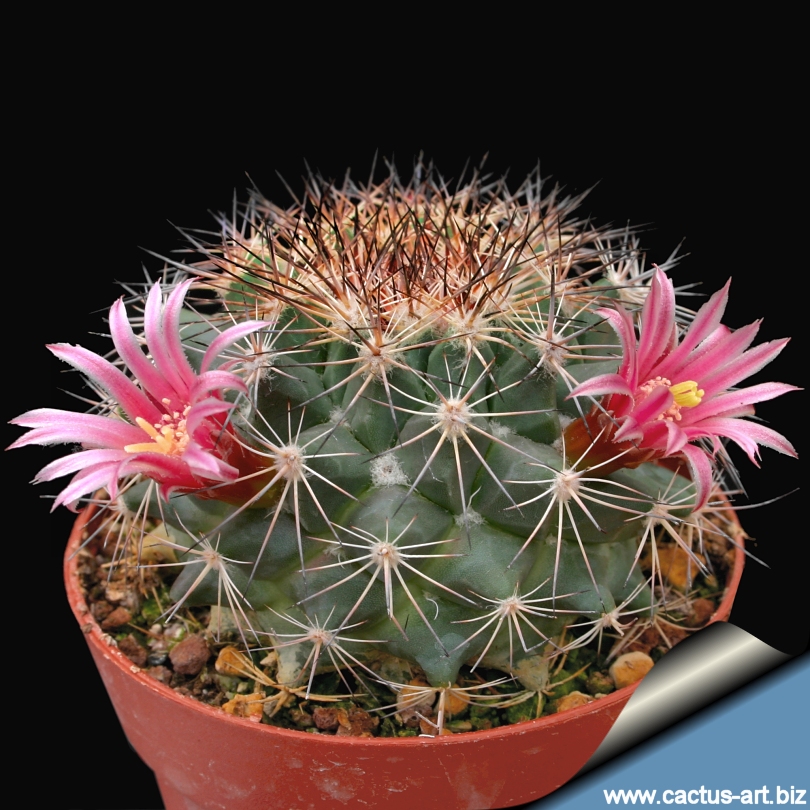Mammillaria_grusonii_05_810.jpg