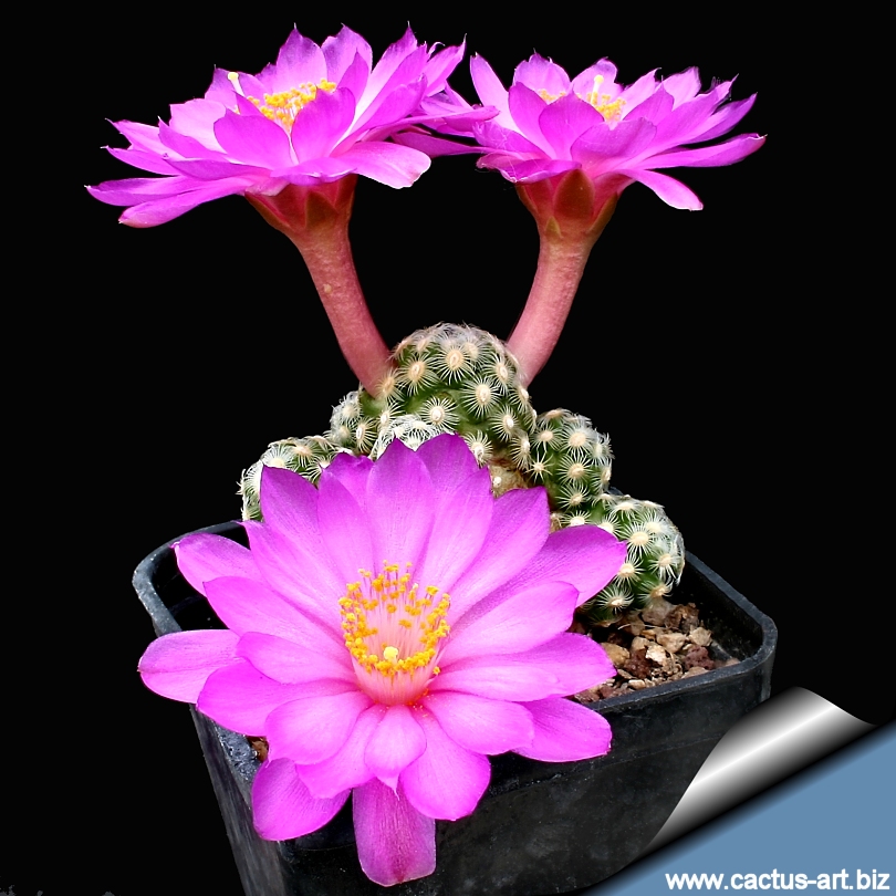 Mammillaria_haudeana_fl_810.jpg