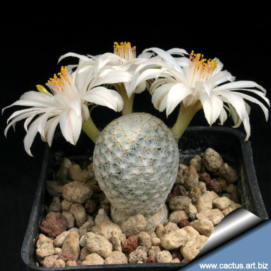 Mammillaria_herrerae_albiflora_900.jpg