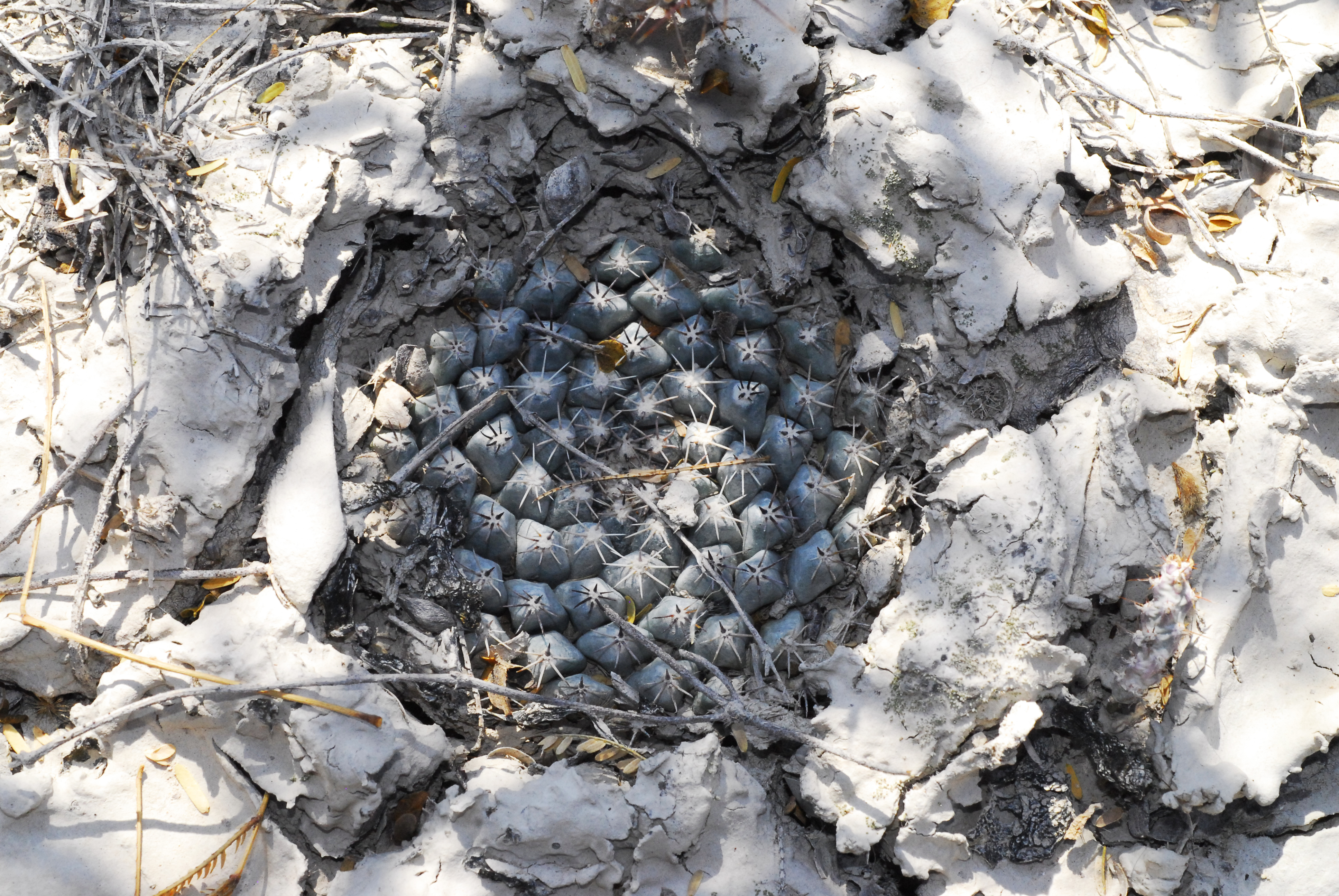 Mammillaria_heyderi_ssp_meiacantha.jpg