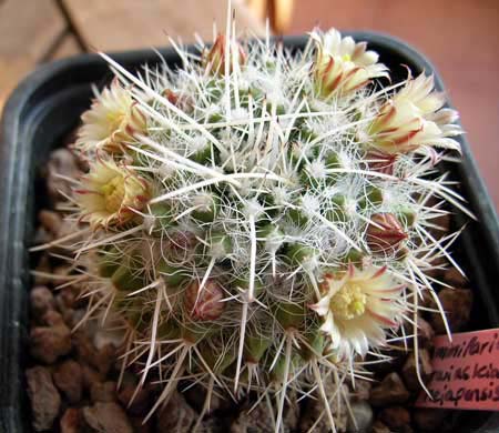Mammillaria_karwinskiana_ssp_nejapensis.jpg