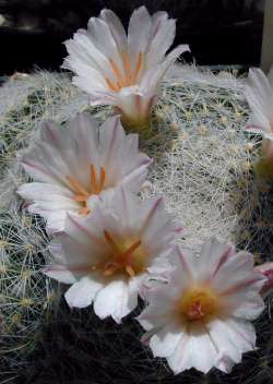 Mammillaria_lenta2.jpg