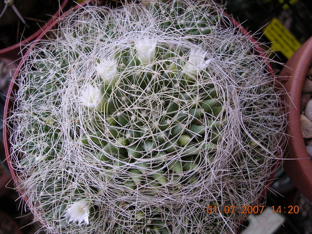 mammillaria_lenta_003.jpg