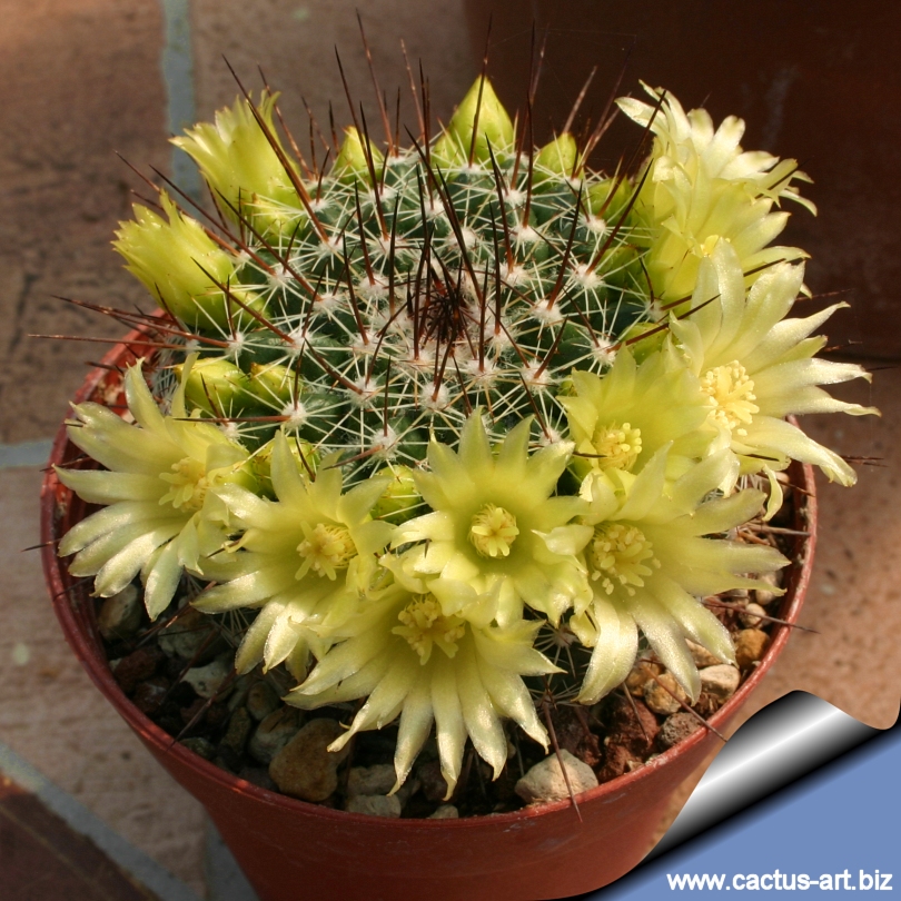 Mammillaria_lindsayi_blooms_810.jpg