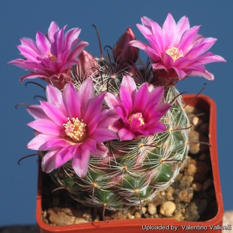 Mammillaria_longiflora_f._stampferi_17672_l.jpg