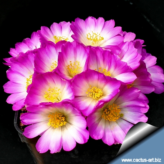 mammillaria_luethyi_fls_540.jpg