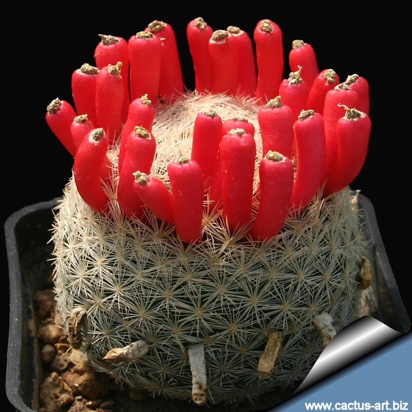 Mammillaria_magallani_fruit_810.jpg
