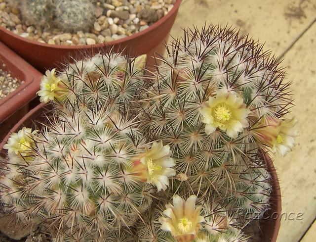 Mammillaria_microhelia3_Septiembre2.jpg