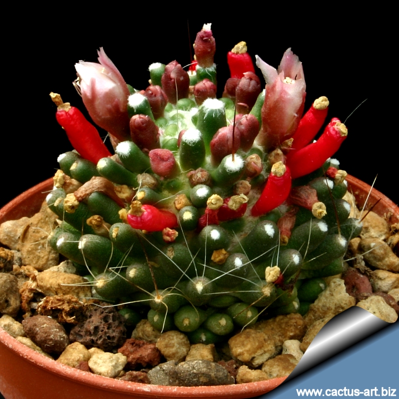 Mammillaria_painteri_mostruosa_810.jpg
