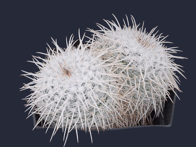 Mammillaria_parkinsonii.jpg