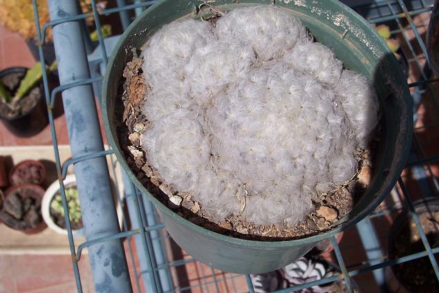 Mammillaria_plumosa.JPG