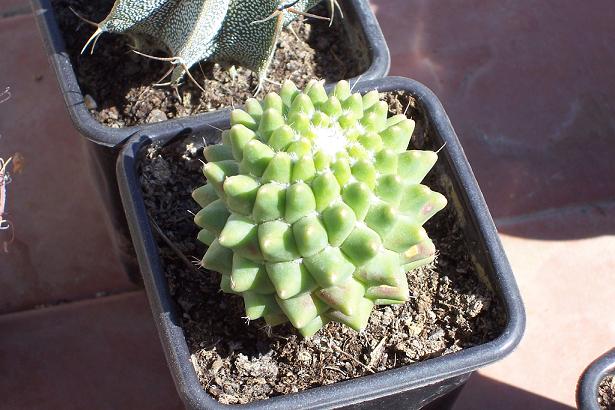 Mammillaria_polithele_nudum.JPG